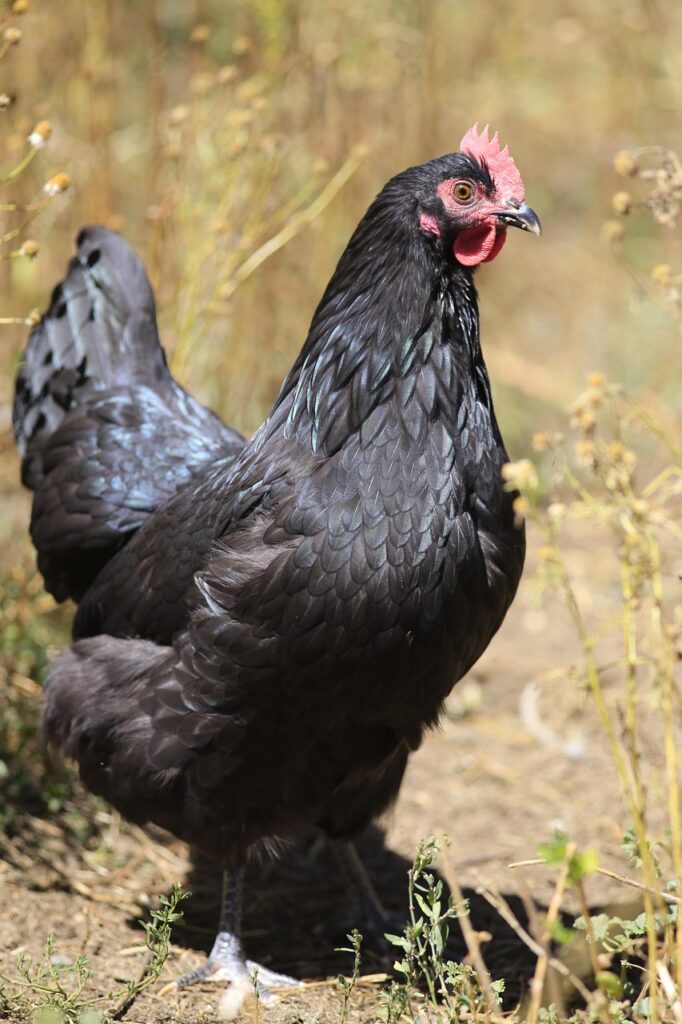 bird, nature, poultry, animal, feather, hen, black, australorp, chicken, rural, alive, female, brown chicken, australorp, australorp, australorp, australorp, australorp