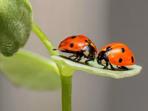 ladybugs, insects, pair, ladybird beetles, beetles, red beetles, dotted, dotted beetles, nature, leaf, fauna, animal, coccinellidae, coleoptera, animal world, close up, ladybirds, bugs, couple, macro, macro photography, ladybugs, insects, insects, insects, insects, insects, nature, leaf, leaf, animal, animal, animal, animal, bugs, bugs, couple, couple, macro