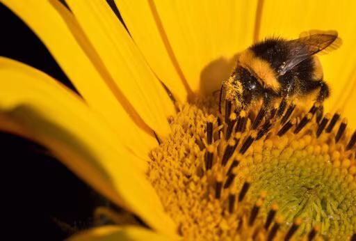 sunflower, bumblebee, pollination, bombus cryptarum, beautiful flowers, insect, winged insect, flower, nature, close up, flower wallpaper, hymenoptera, entomology, flower background, macro, to dye, color theory, color correction, color contest
