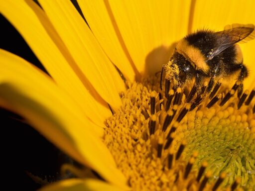 sunflower, bumblebee, pollination, bombus cryptarum, beautiful flowers, insect, winged insect, flower, nature, close up, flower wallpaper, hymenoptera, entomology, flower background, macro, to dye, color theory, color correction, color contest
